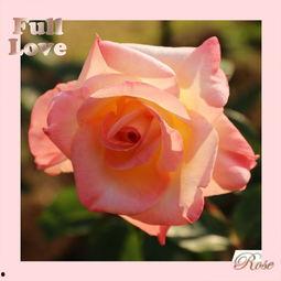 玫瑰物语,探寻爱情与生命的浪漫寓言