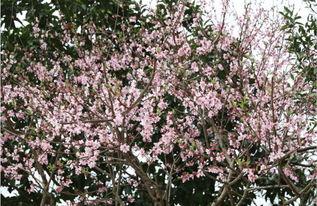 与你再遇鲜花盛开之丘