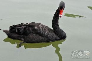 黑天鹅,影响世界的意外力量